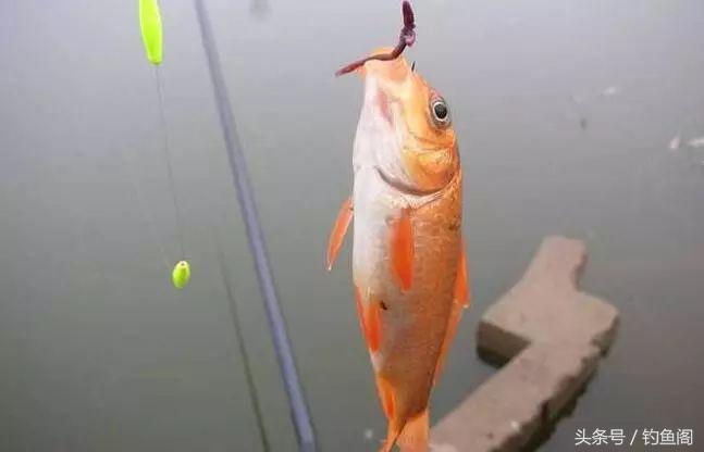 被电过的地方怎么钓鱼,被电过的野河怎么钓鱼