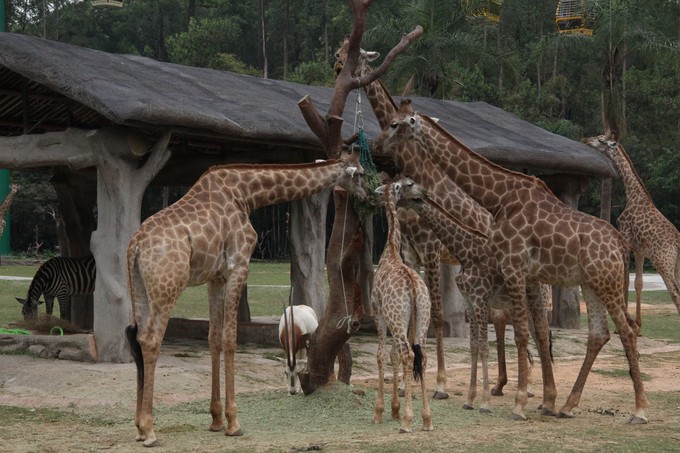 广州旅游亲子游三天两夜,广州两天一夜亲子游