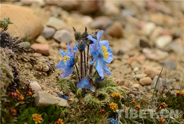 绒辖乡地图,绒辖乡自然概况