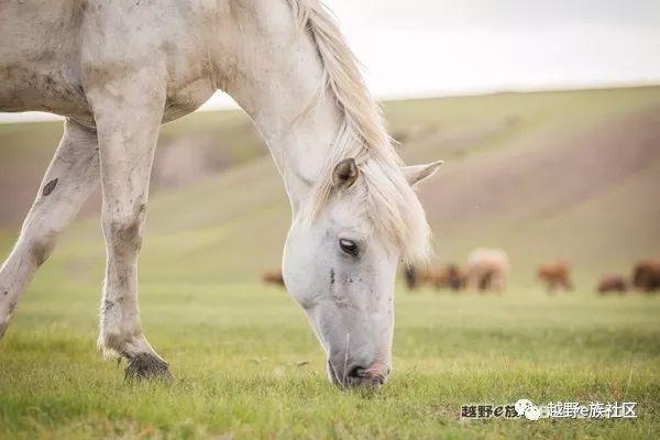 无法忘记的第一次草原之旅,一生必去一次的草原