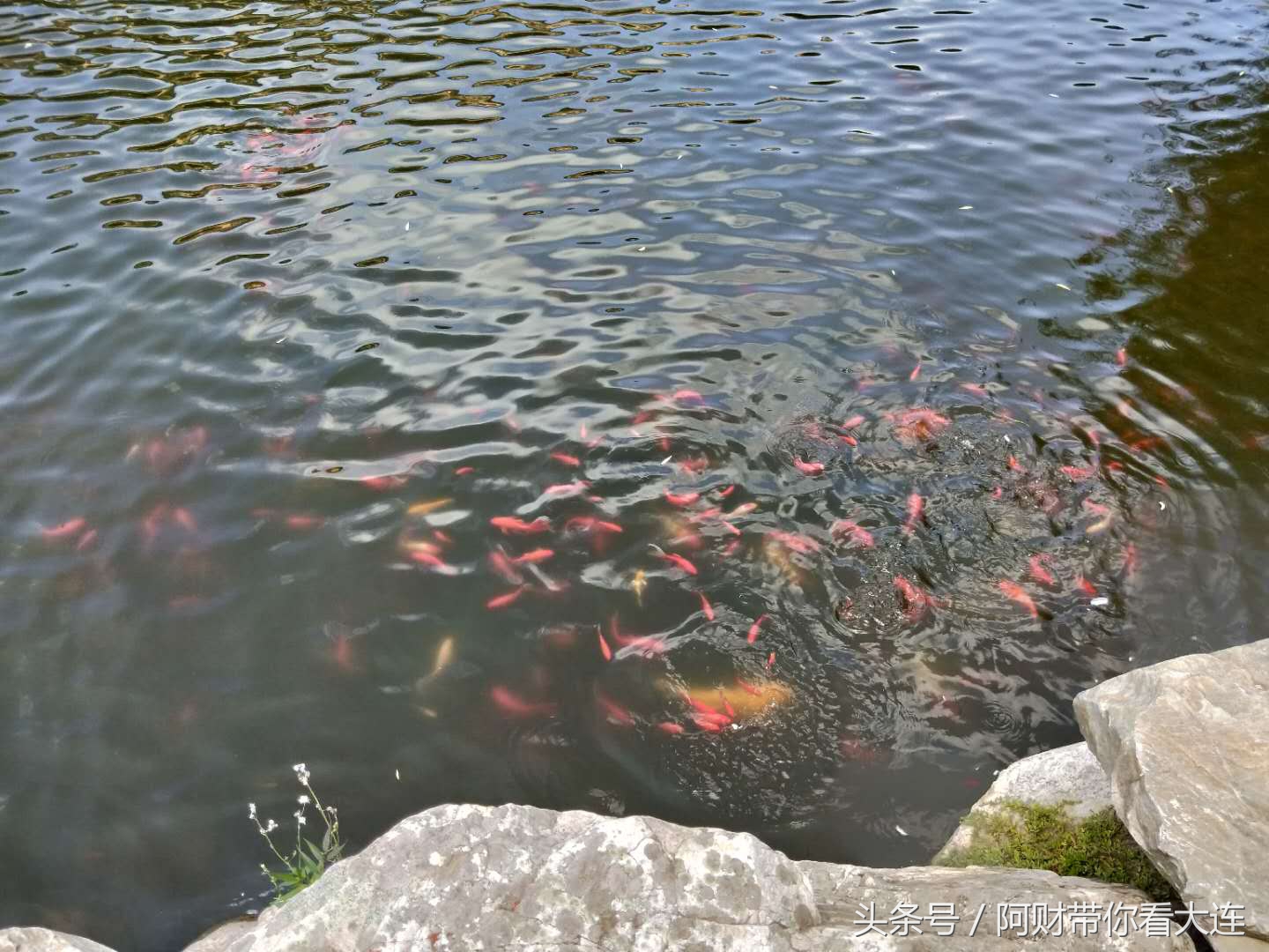 长青湖自然风景,长青湖世外桃源