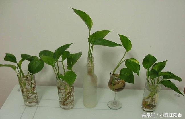 大绿萝怎么养能迅速爬藤,养了四个月的绿萝怎么不长吊藤