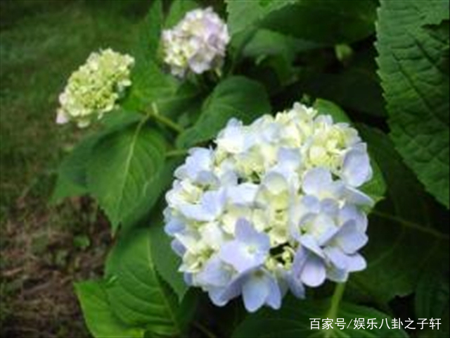 粉色玫瑰和绣球花的花语,粉色绣球花的花语期待美好的爱情