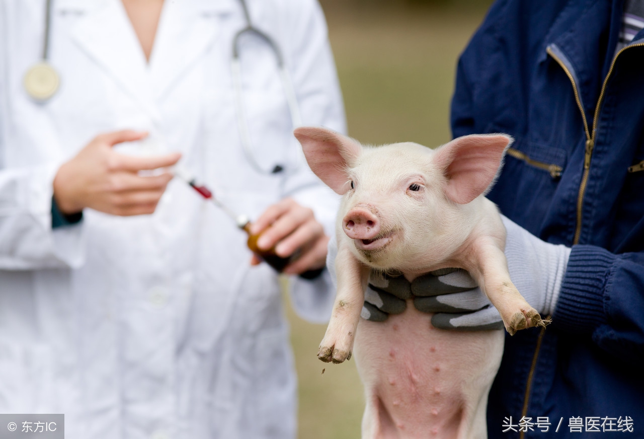 母猪生产时外阴裂开怎么处理,母猪分娩外阴撕裂大出血