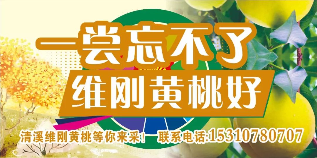 维刚黄桃优惠多少,维刚黄桃采摘园优惠