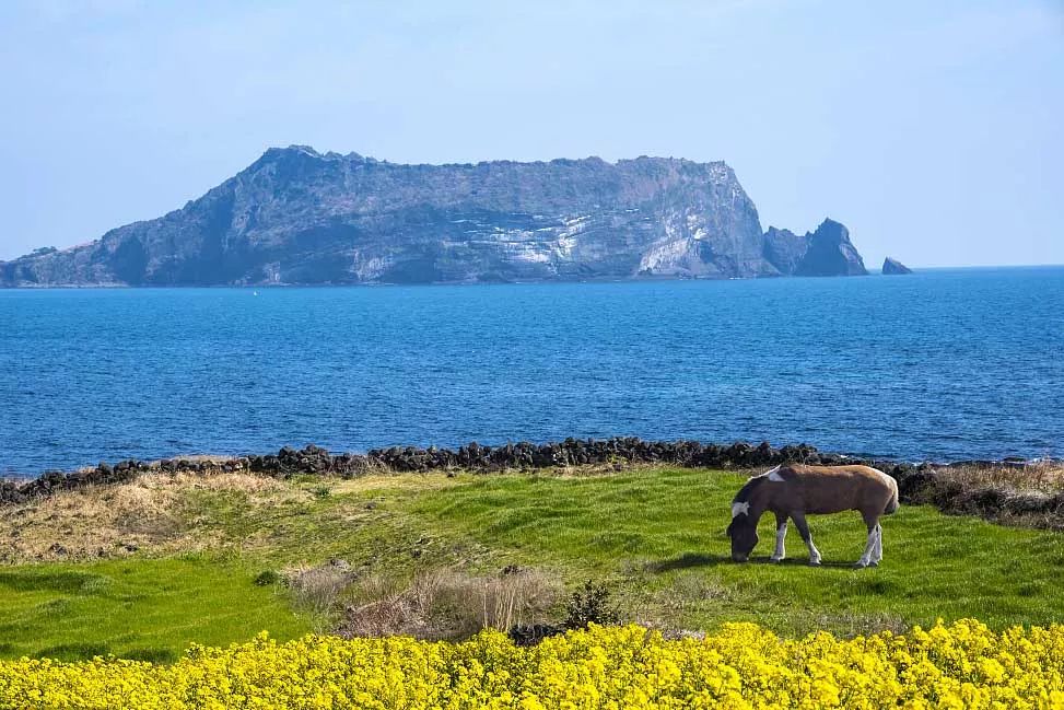 济州柑橘马拉松,济州岛柑橘马拉松