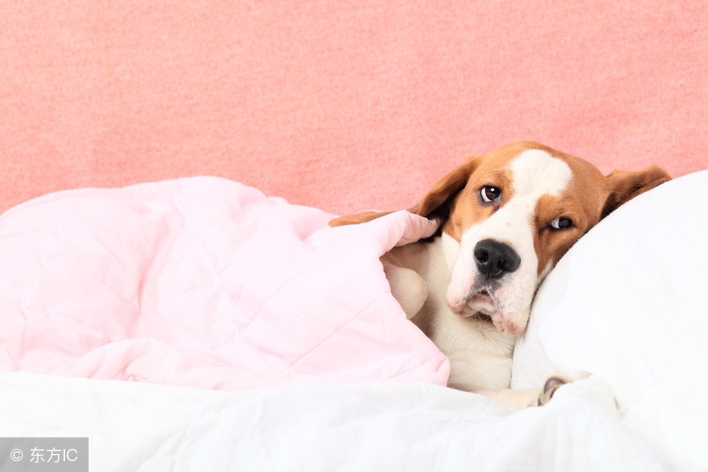 贵宾犬要咬人的征兆,贵宾犬有点动静就叫怎么办