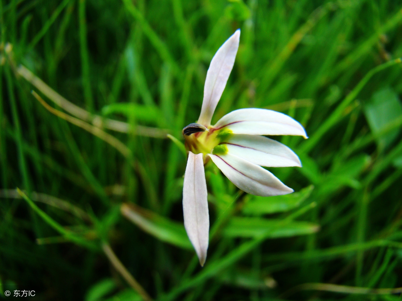 日常常用中药的作用和用法,常用中药药对归纳总结