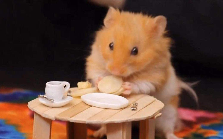 渣粮、品牌粮和自配粮，新手仓鼠粮的选择