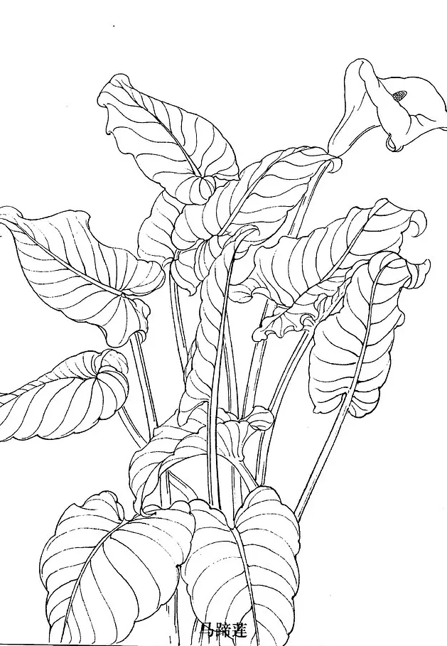 国画工笔白描花卉线稿桃花教程,工笔白描花卉牡丹与上色图