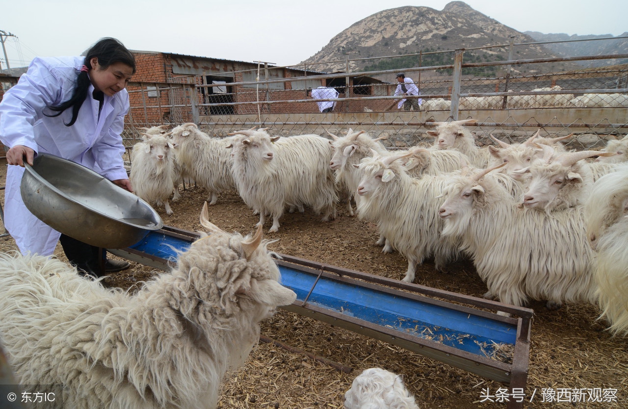 渑池县张村镇漏泉村姓马的有几家,三门峡市渑池县张家镇漏泉村
