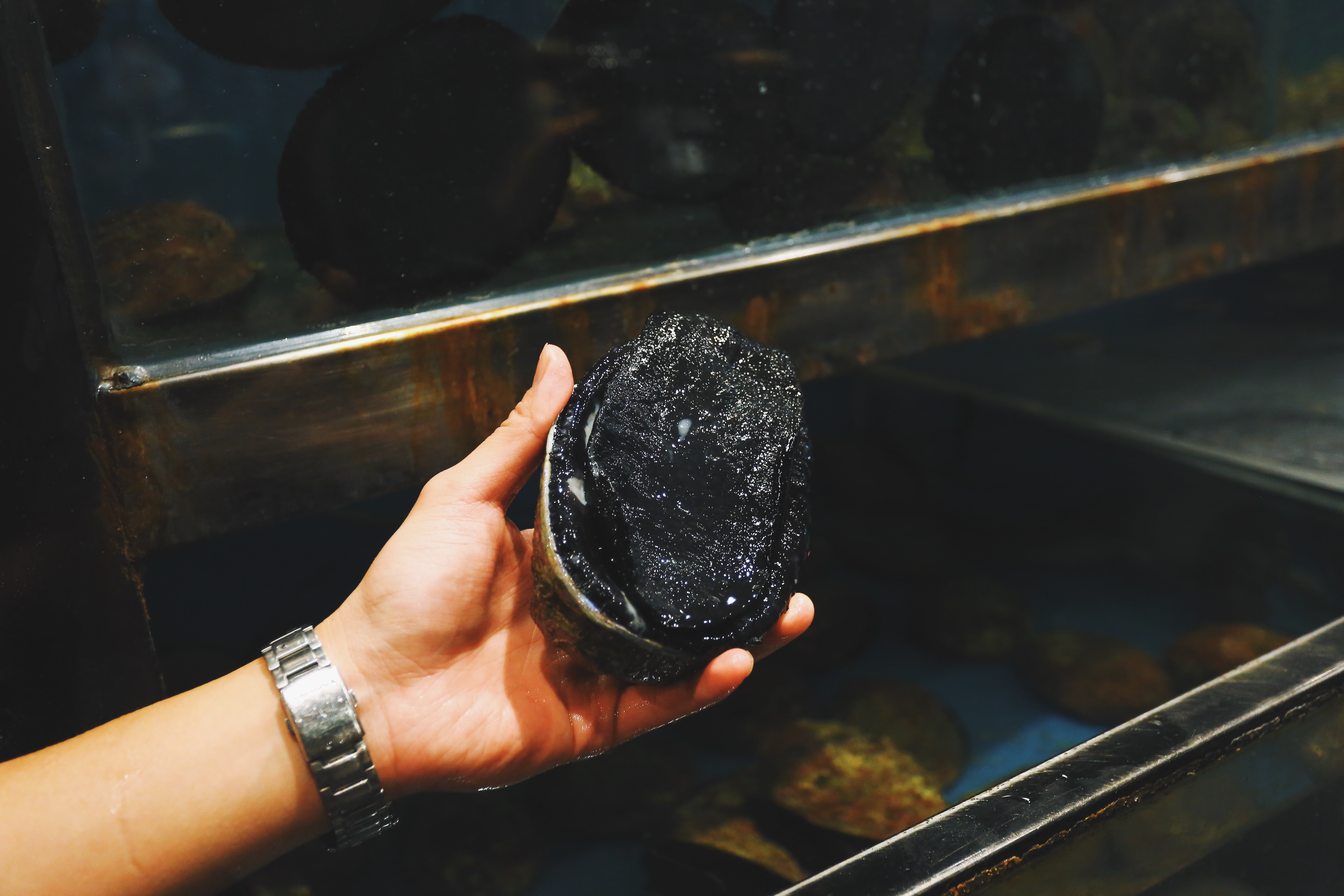 新西兰的海鲜哪个便宜,新西兰海鲜自助餐