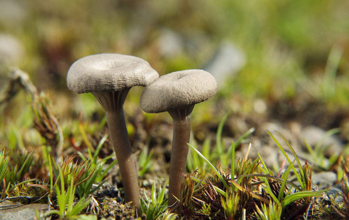 又双叒叕屮艸芔茻读音,你知道学字的真正含义吗