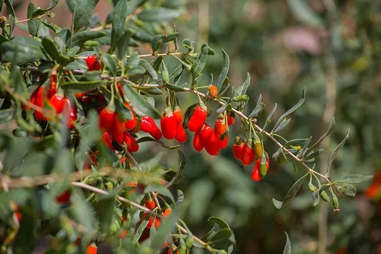 一颗枸杞改变一个村庄！跑完戈壁挑战赛，他们又跑赢了……