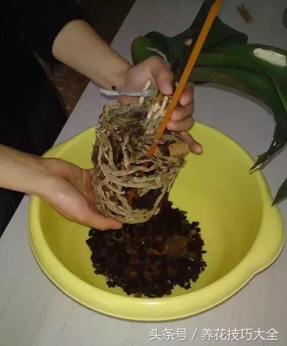 蝴蝶兰烂根怎么处理啊,怎么拯救蝴蝶兰烂根