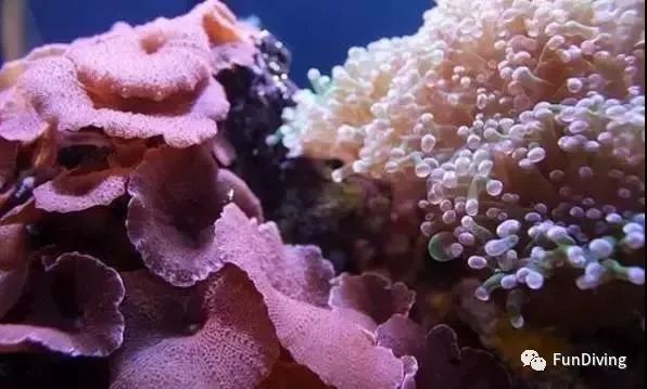 到塞班去看海,到了塞班怎么去美国