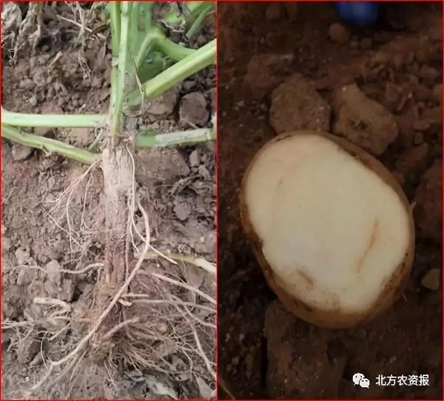 马铃薯枯萎植株的处理,马铃薯枯萎病的原因