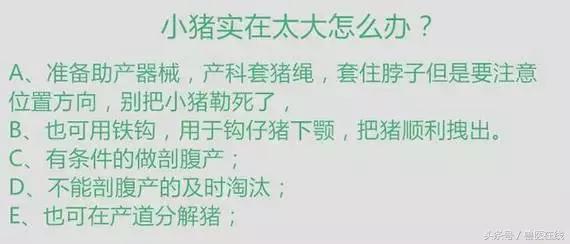 100万养猪场方案,养猪技术教程母猪难产怎么办