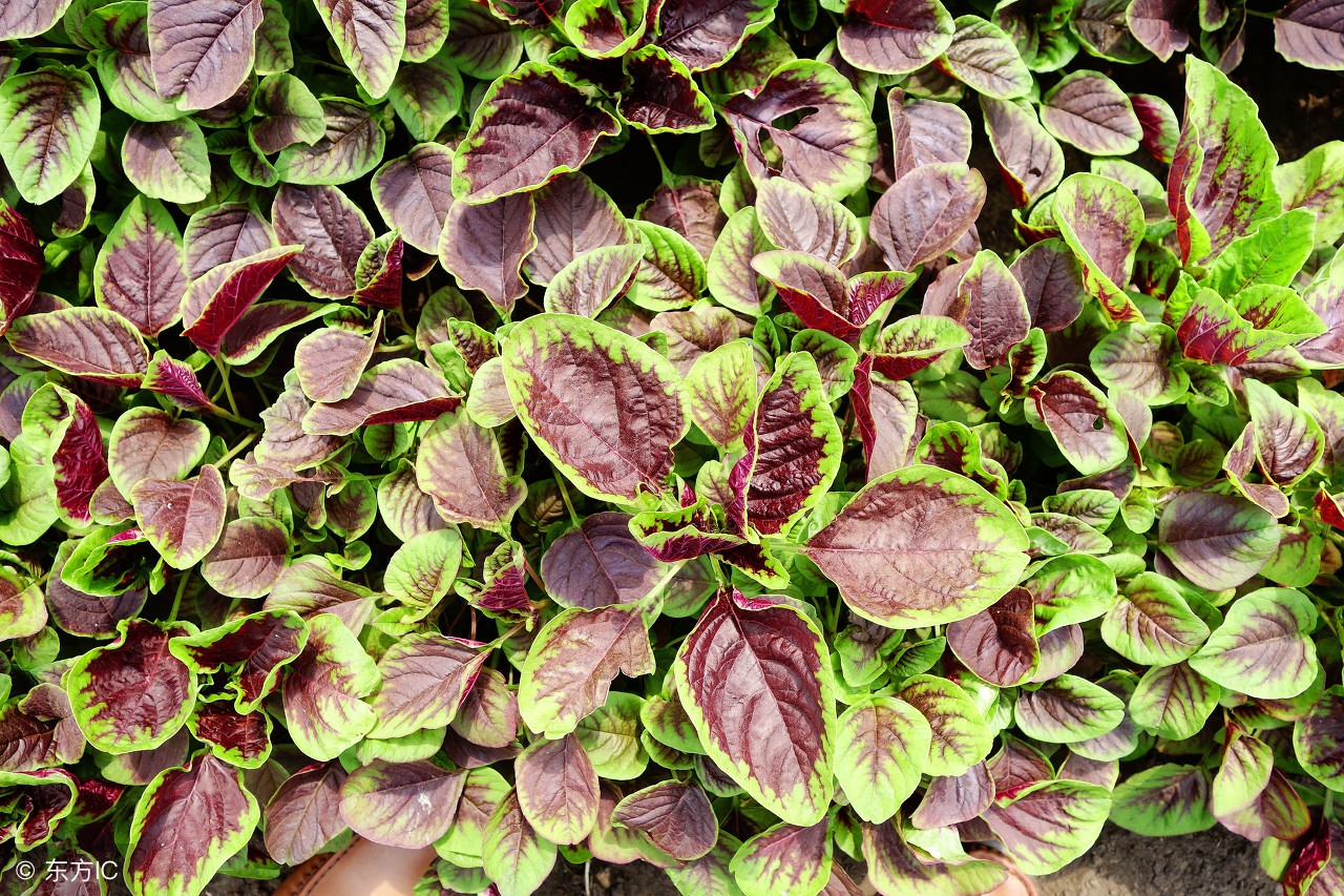 手机辐射对人体的七个危害,手机辐射对人体危害案例