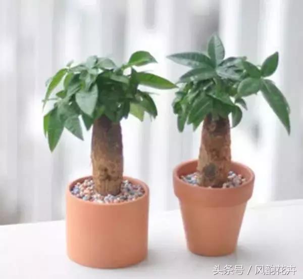 什么花适合送朋友呢,送朋友什么花好又实用