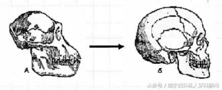 又肿又痛不会白怎么处理,又肿又痛可以去拔牙吗