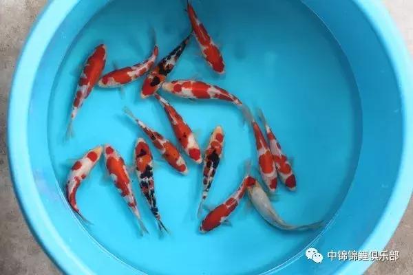 想要小鱼苗长得快,新手养什么鱼苗好