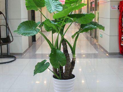 养殖滴水观音怎么让它死,滴水观音根部腐烂怎么办