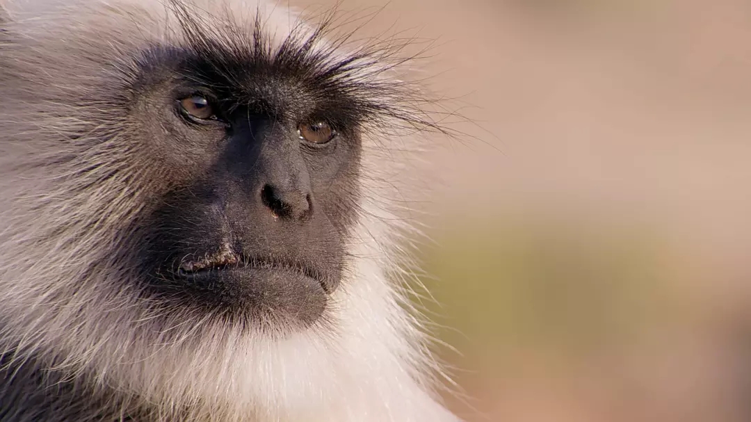十部震撼神级片,9部堪称神作的纪录片火山