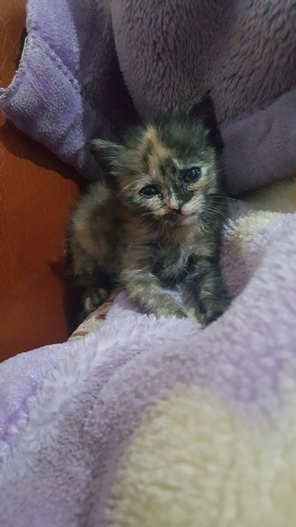 捡的流浪猫驱虫,儿子捡到了只猫带回了家