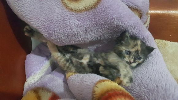 捡的流浪猫驱虫,儿子捡到了只猫带回了家