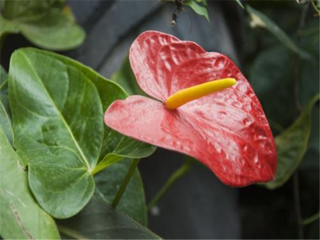 红掌花怎么越开越小呢,红掌怎么快速长新芽