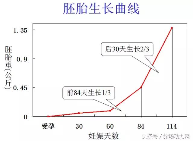 母猪什么时间攻胎,母猪攻胎期多少天开始