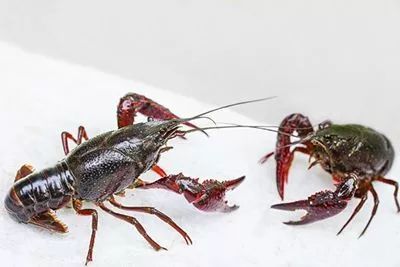 吃完冰镇小龙虾，准妈妈发烧到39度，宝宝差点没保住……