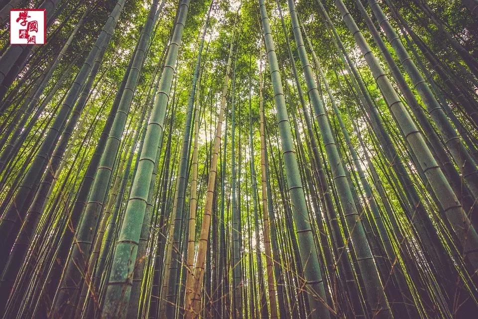 与竹子有关的唯美诗句,一百句最美竹子诗句