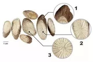 为什么外国人可以接受鱼腥草,外国人有多抗拒鱼腥草