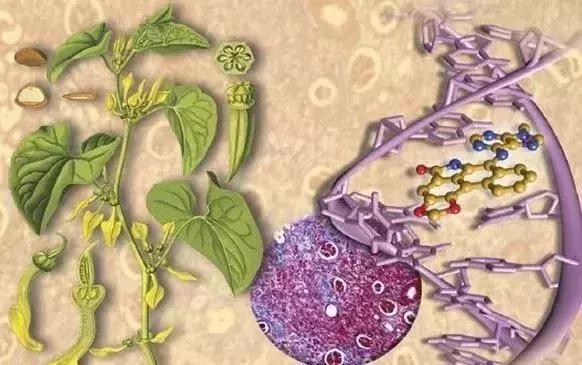 为什么外国人可以接受鱼腥草,外国人有多抗拒鱼腥草