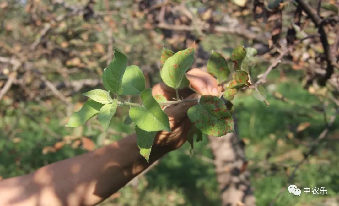 果锈病防治方法,果树叶锈病怎么办