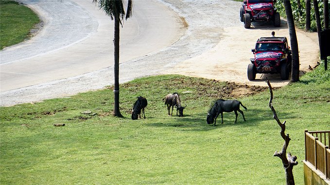 带小孩去长隆欢乐世界畅玩一天,暑假带娃去广州长隆野生动物世界