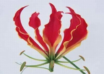 盘点各国的国花是什么,世界各国的国花你都认识吗