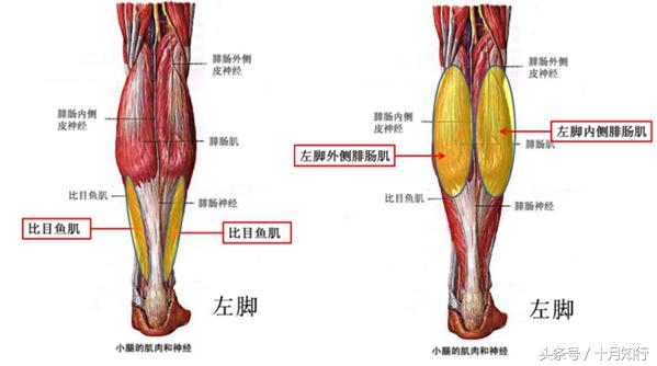 全套小腿拉伸动作视频,拉伸小腿正确方法让腿变细