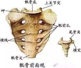 骨科干货脊柱基础知识,骨科干货脊柱基础知识及诊断大全