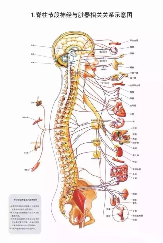 骨科干货脊柱基础知识,骨科干货脊柱基础知识及诊断大全