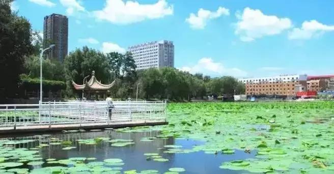 去沈阳哪里看荷花好玩一点,沈阳荷花旅游文化节时间