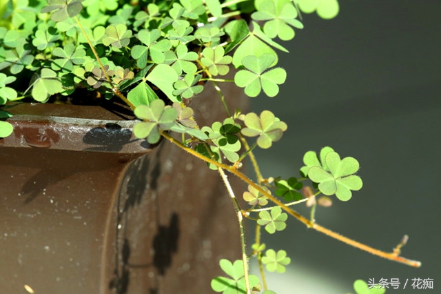 花盆里长很多三叶草怎么消灭,花盆三叶草