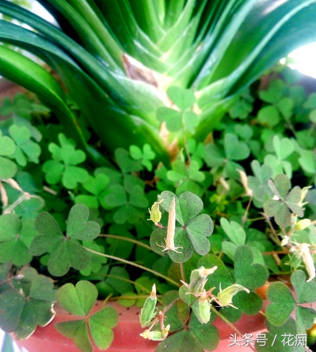 花盆里长很多三叶草怎么消灭,花盆三叶草