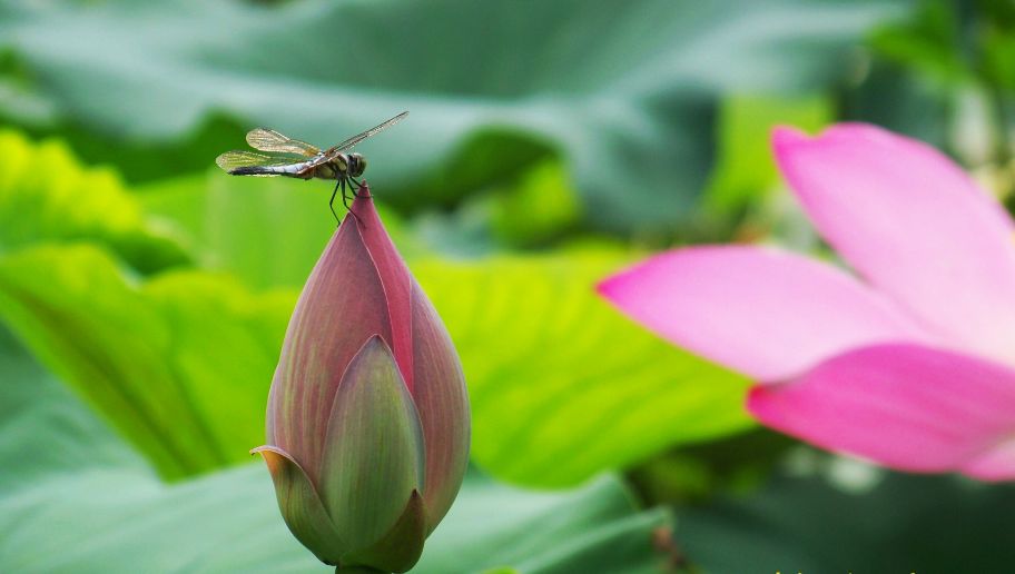 描写蜻蜓飞舞的优美诗句,描写蝴蝶蜻蜓飞舞的夏日诗句