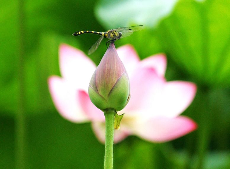 描写蜻蜓飞舞的优美诗句,描写蝴蝶蜻蜓飞舞的夏日诗句