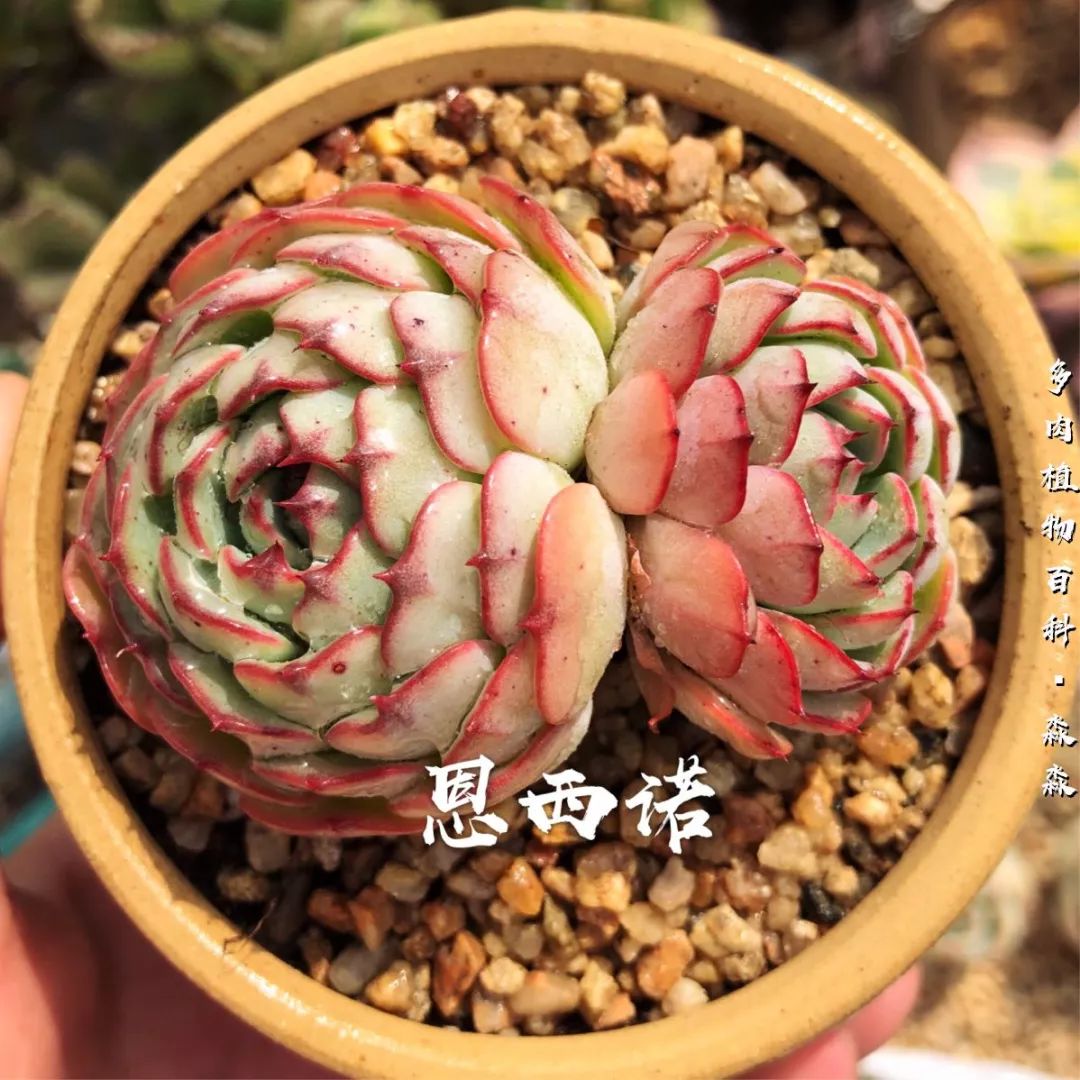 养多肉的佛系小生：愿做菩萨那朵莲！