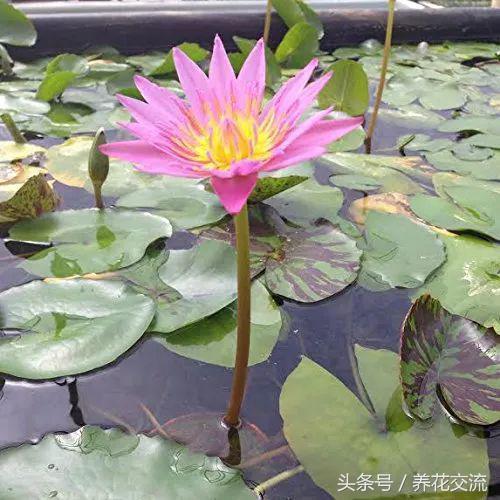 睡莲怎么养更容易开花,睡莲到底怎么养才能开花