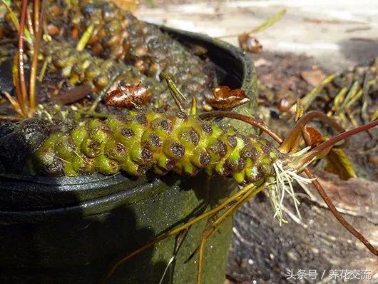 水缸里的睡莲开花了怎么办,最好的睡莲养在水缸里的技巧
